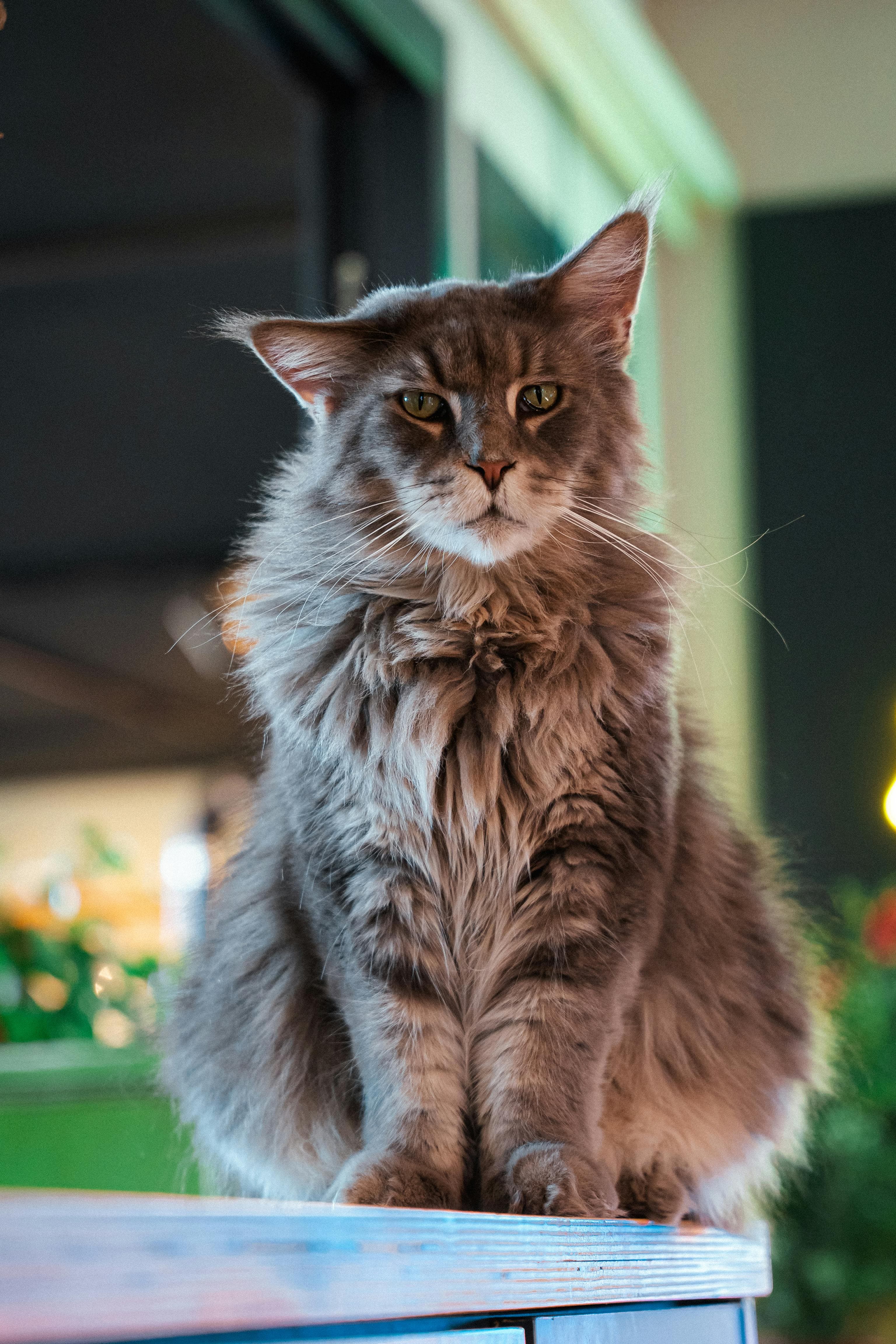 Quel environnement pour un Maine Coon : appartement ou maison ?