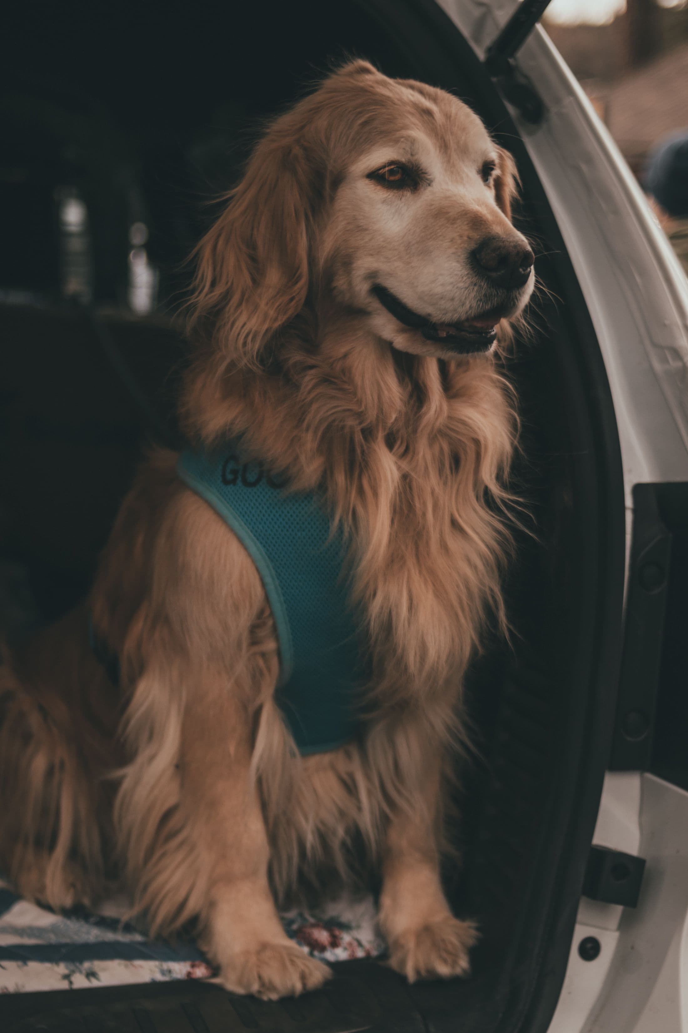 Mesurer son chien, pas sa race
