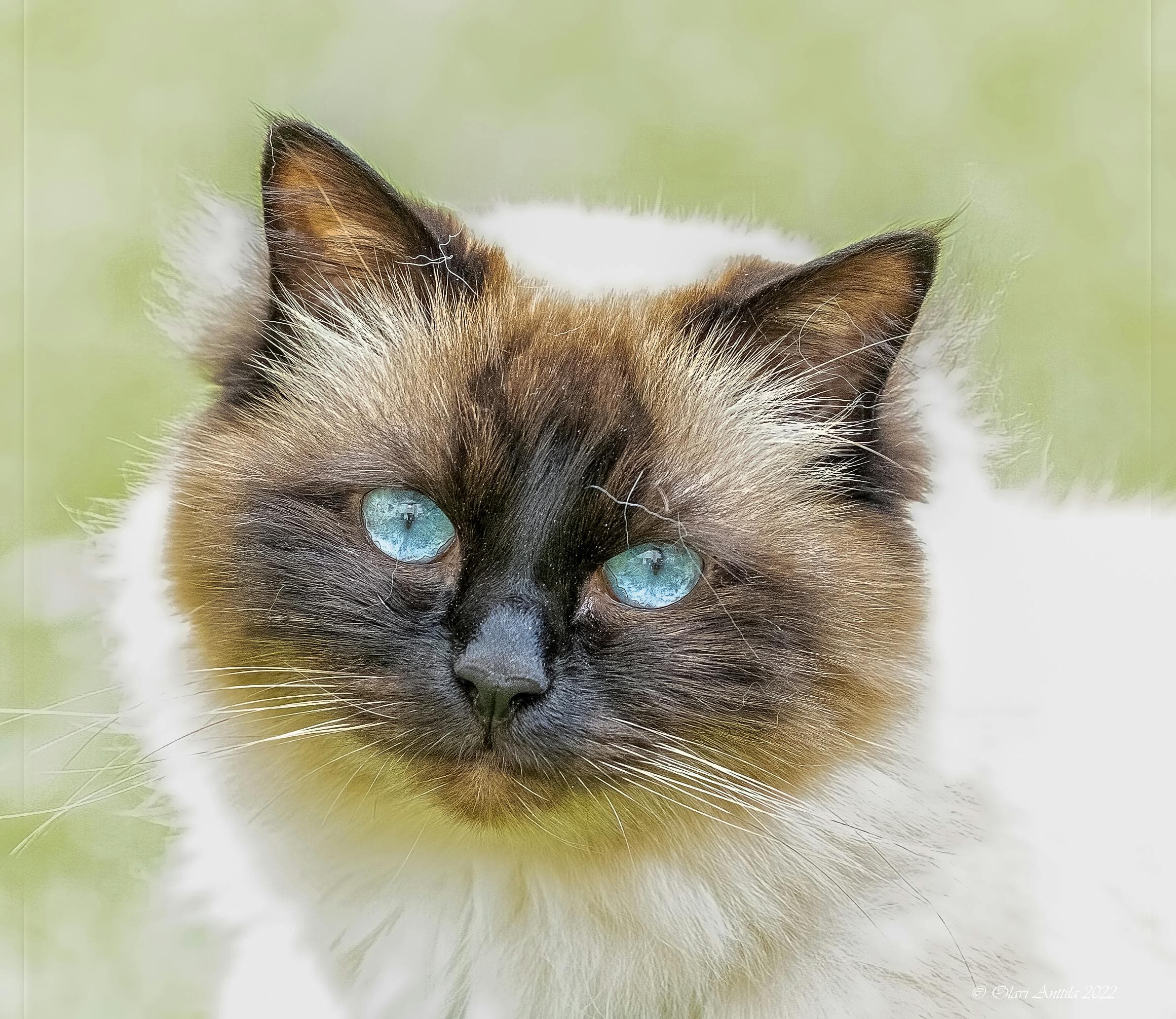 La morphologie et le gabarit