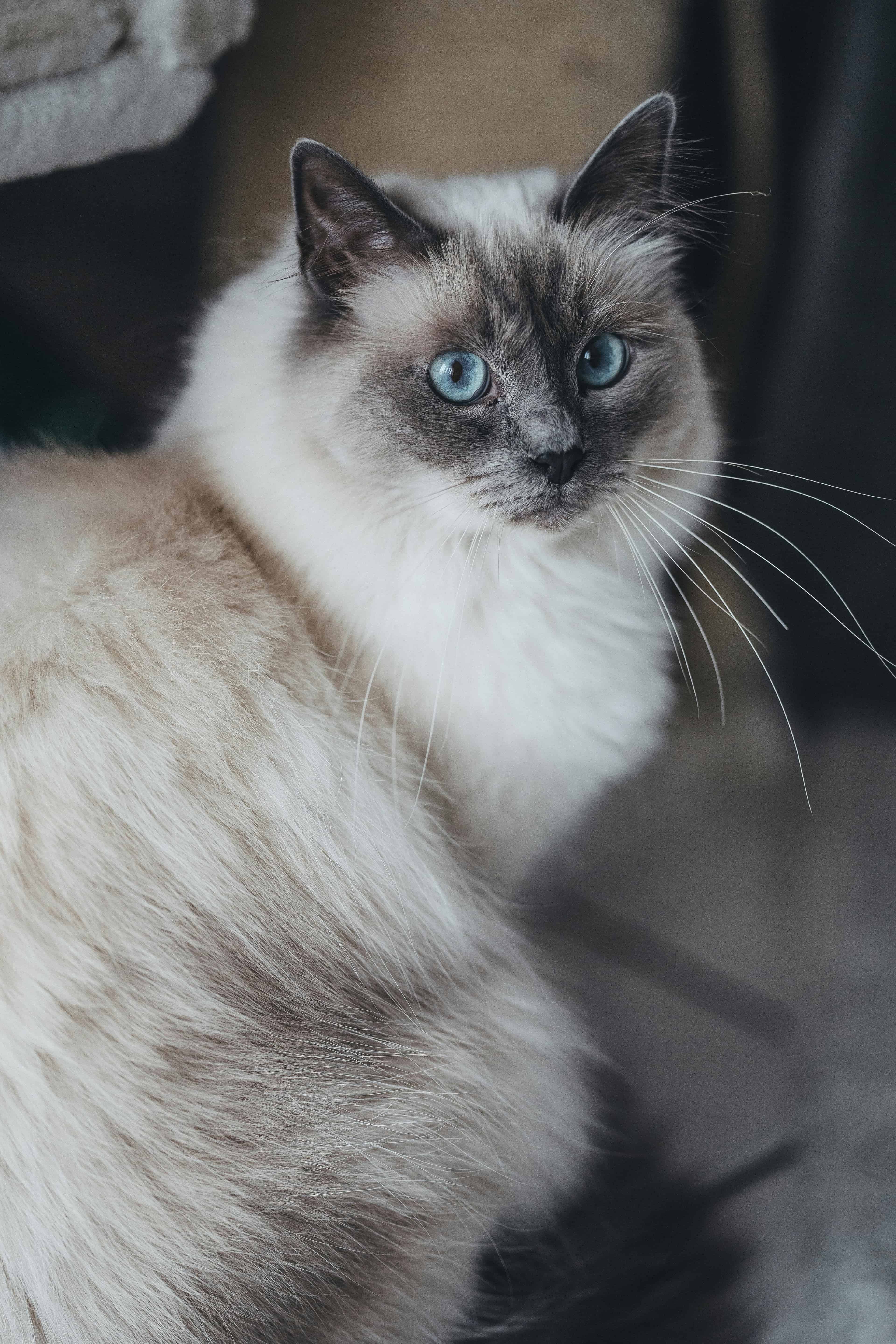 Pourquoi adopter un sacré de Birmanie ?