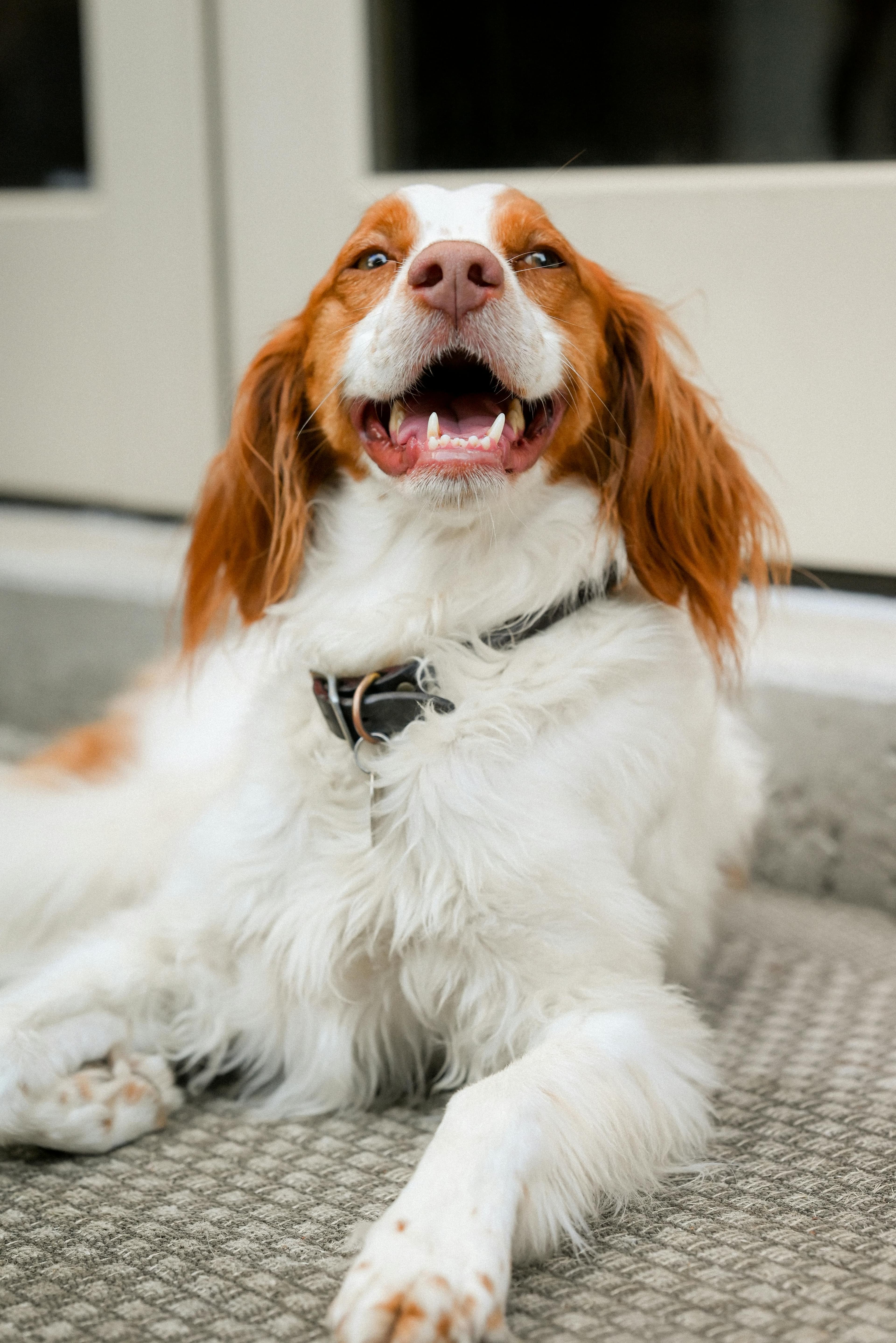 Caractéristiques physiques : le plus petit des chiens d'arrêt