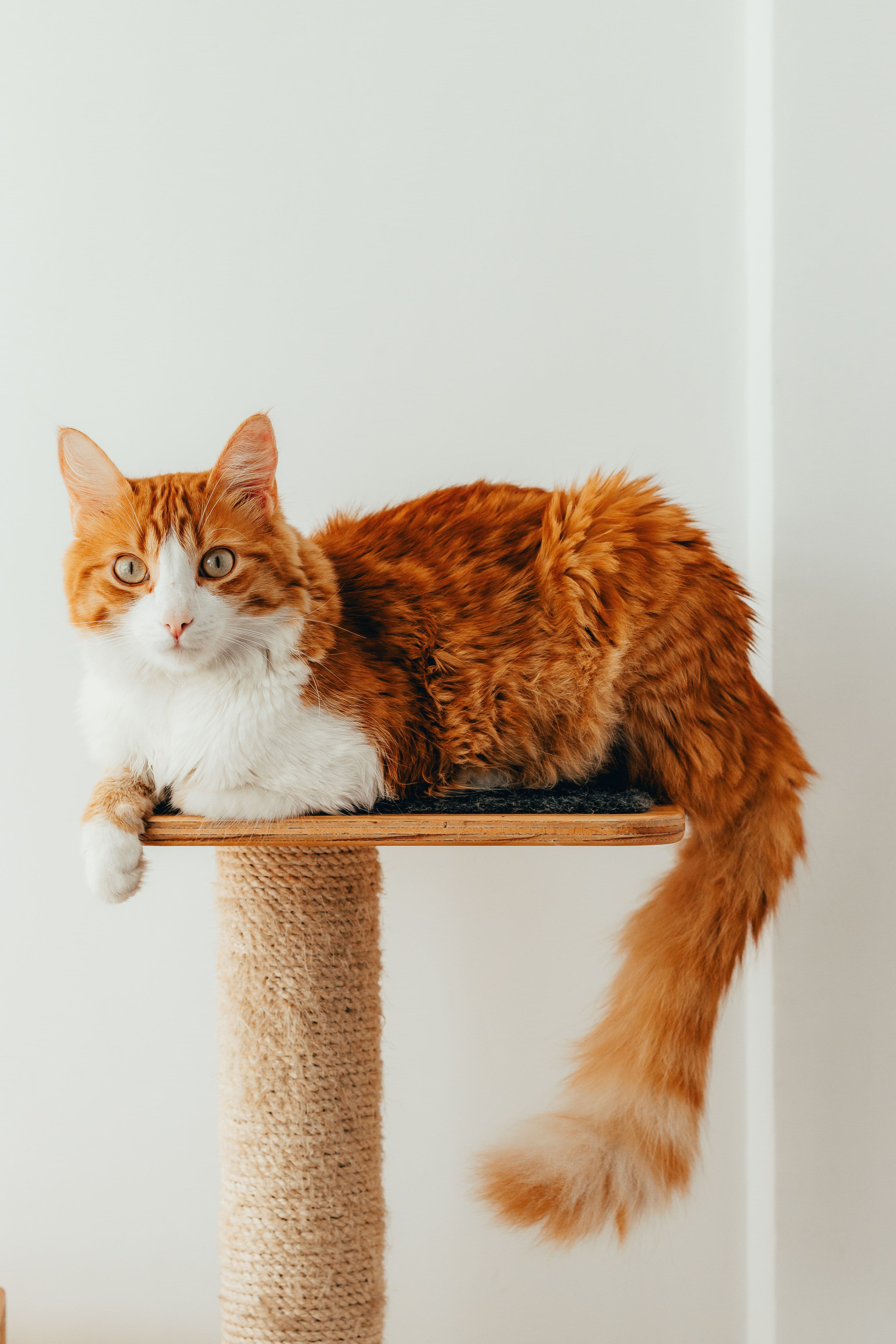 Un chat mesure son territoire en volume
