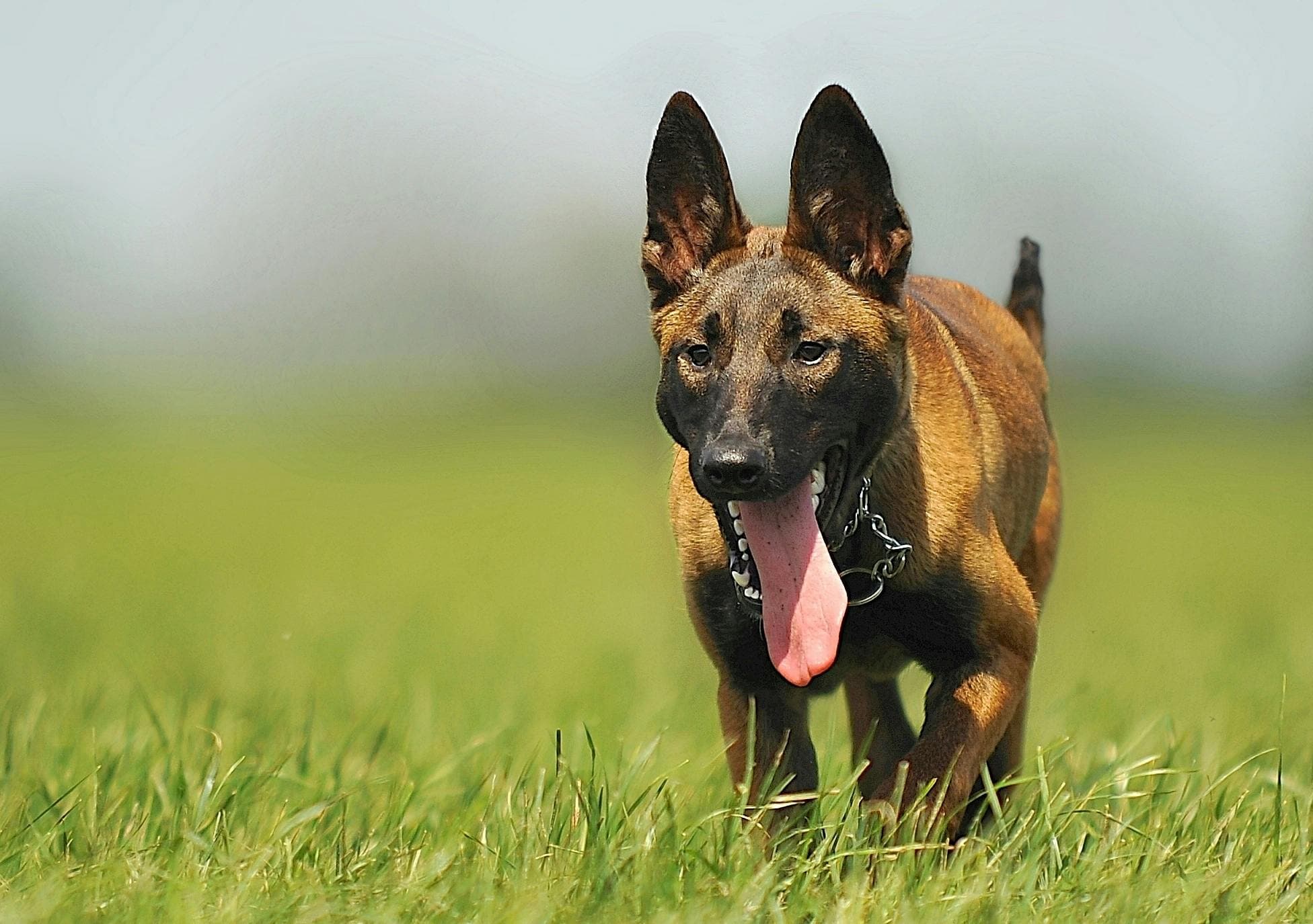 L'alimentation : le carburant de cet athlète