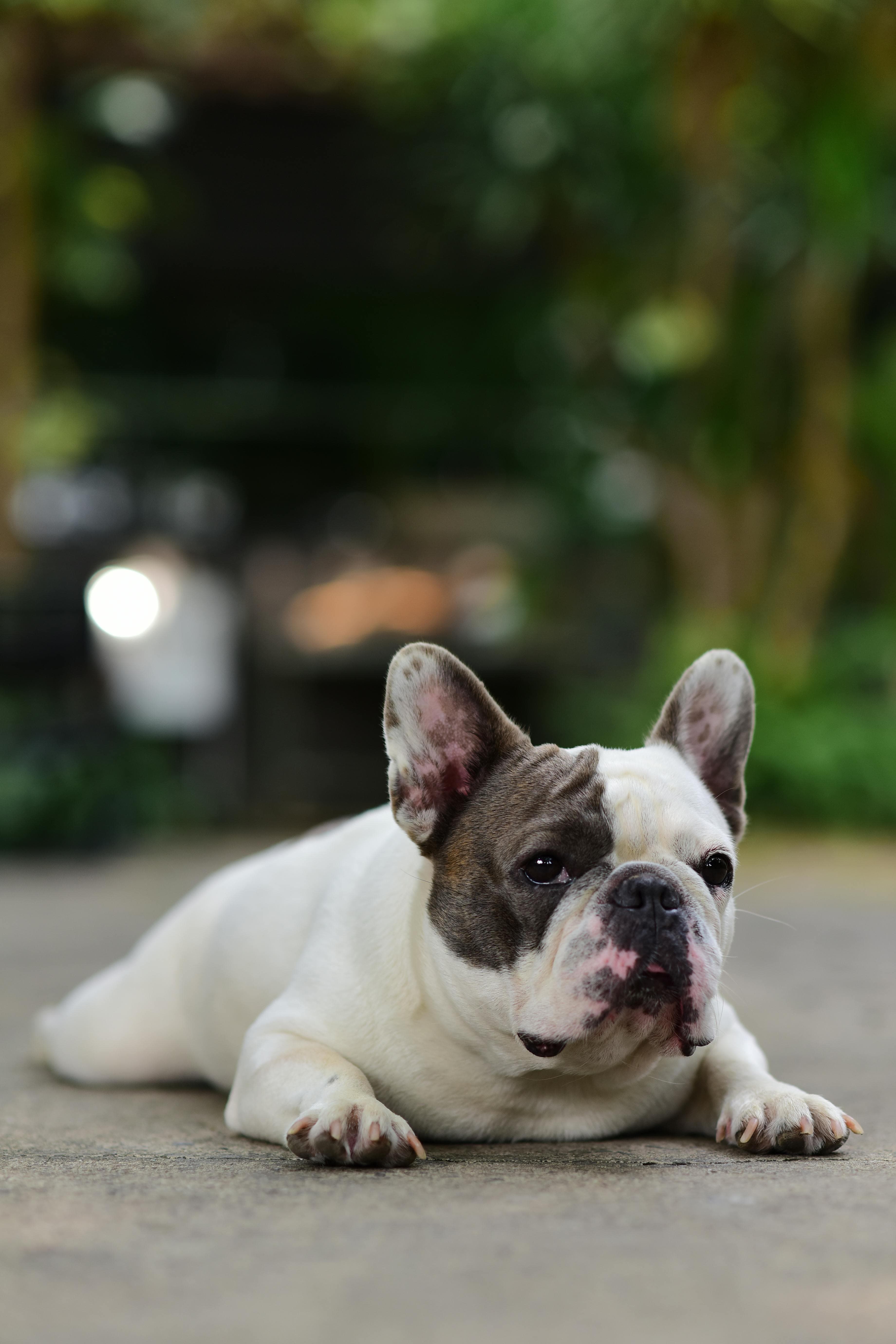 Comment bien éduquer un chiot bouledogue ?