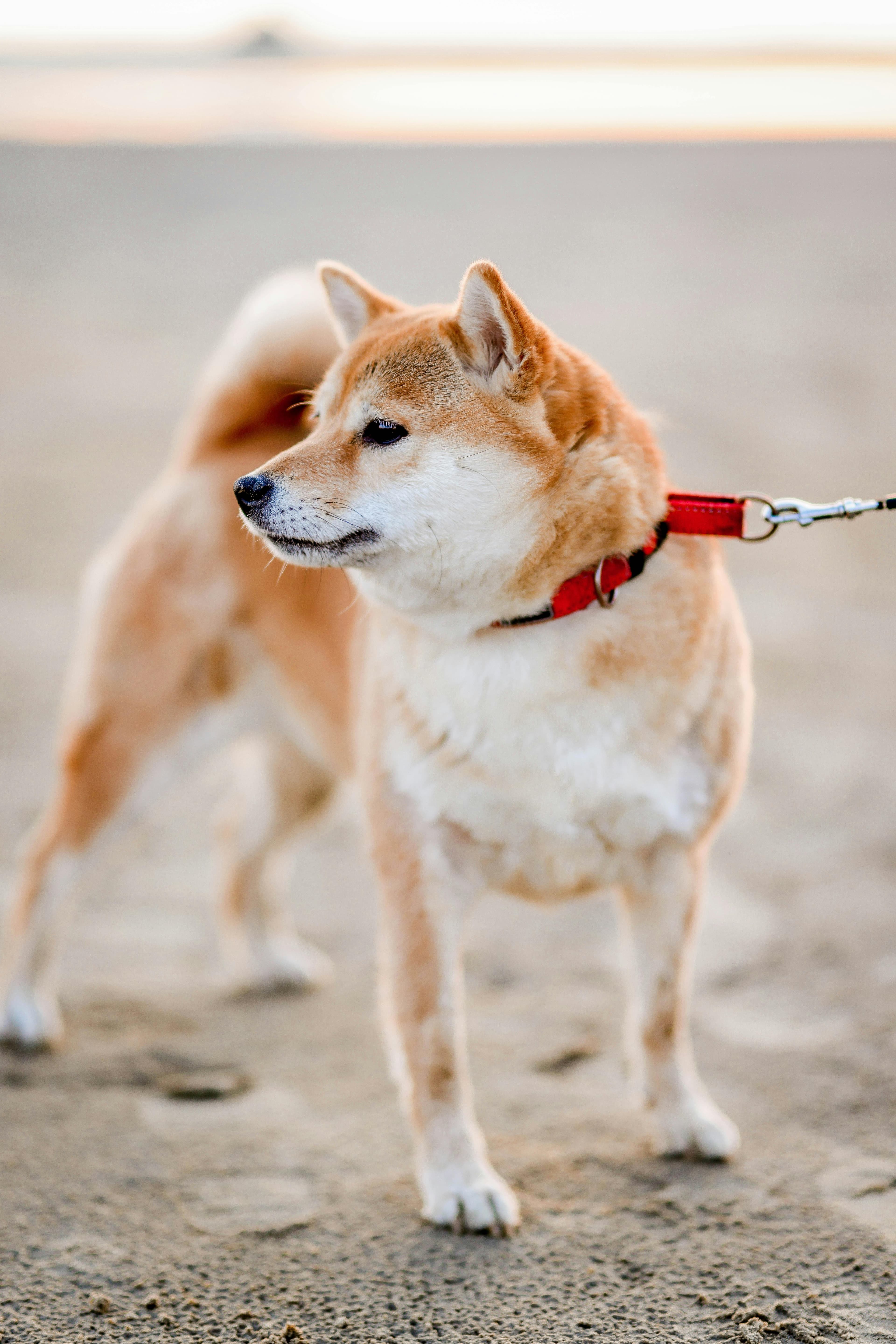 Prêt à accueillir votre shiba inu ?