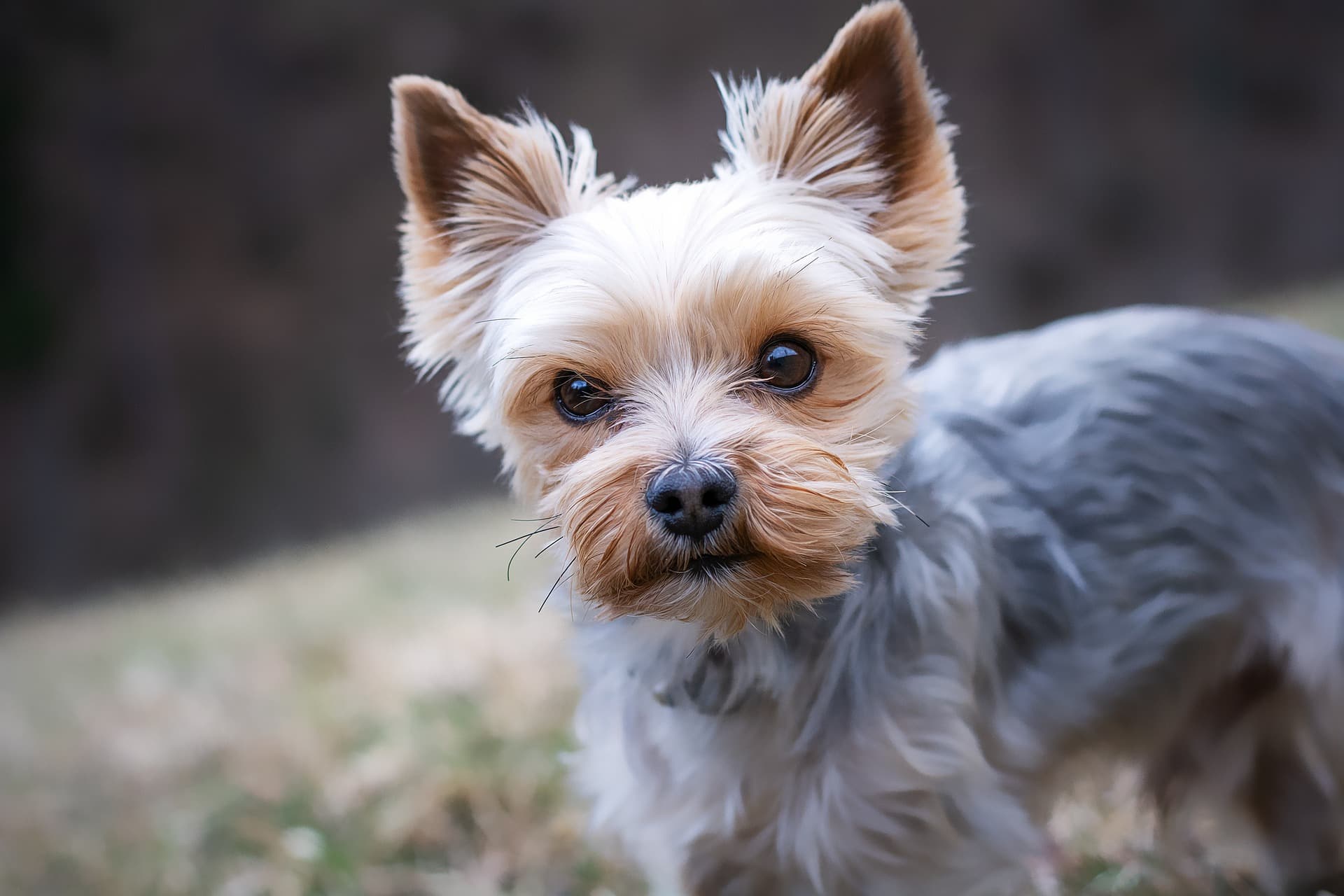Image de petit chien