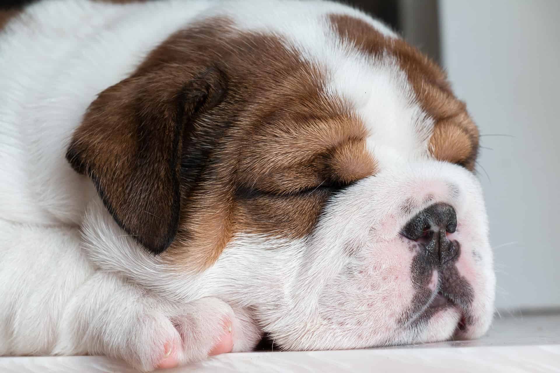 Image de chien