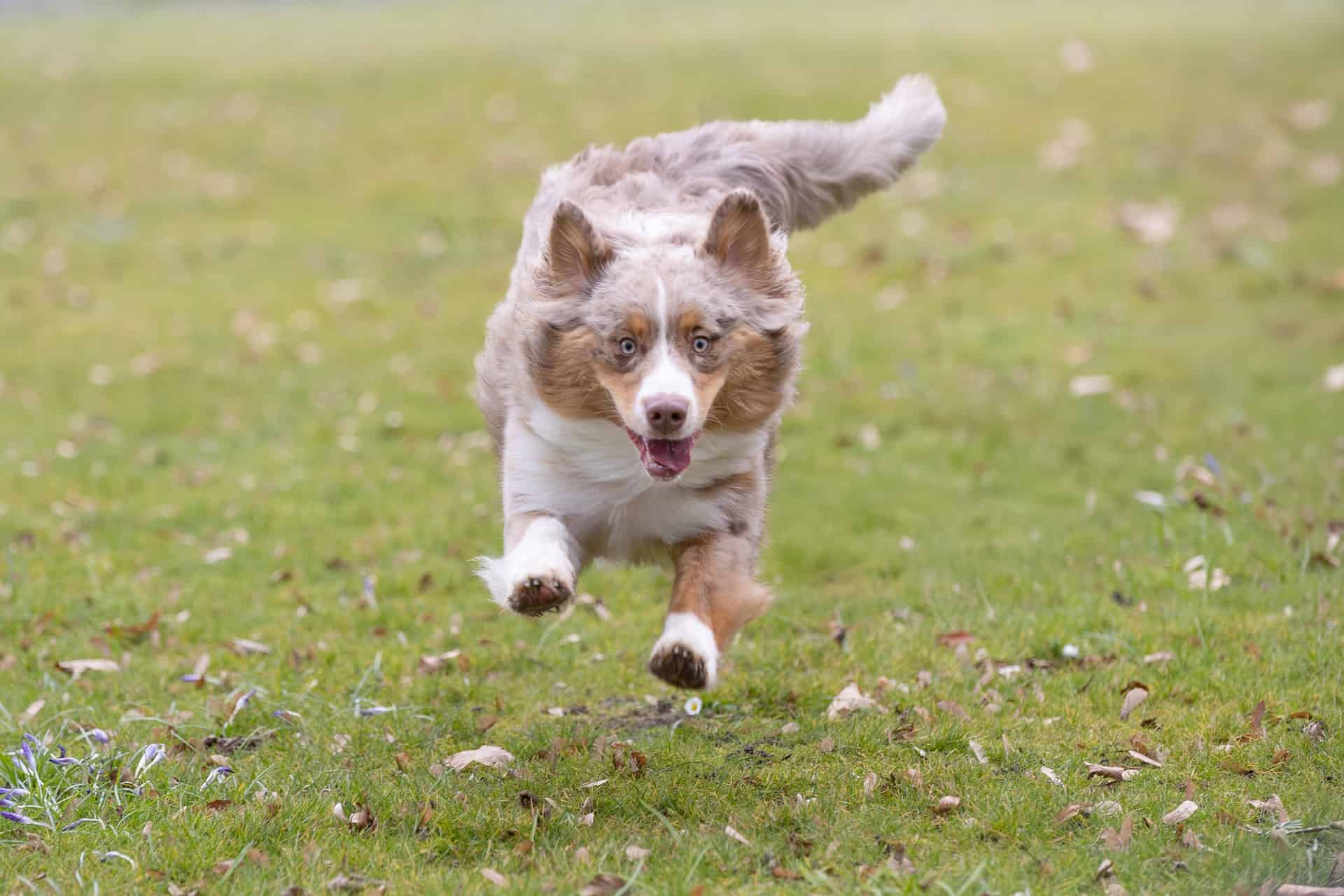 Chien qui joue