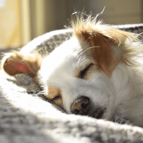 soulager l'entorse du chien