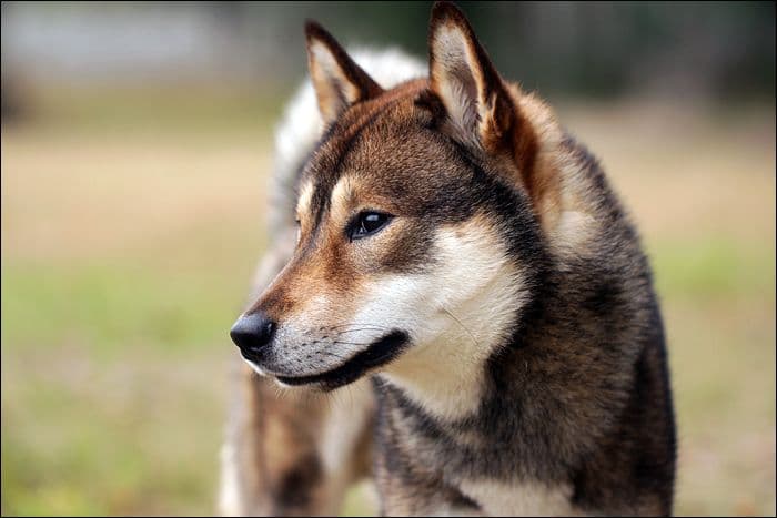 shikoku ken