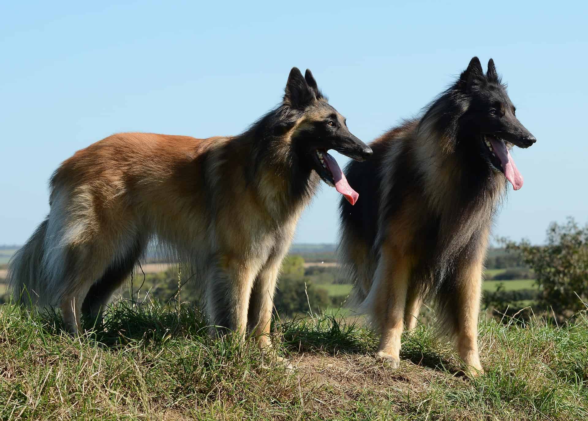 Image de chien de grande taille
