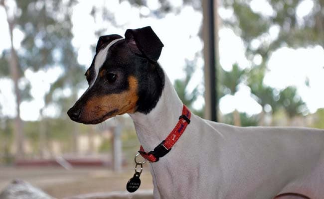 Terrier Japonais
