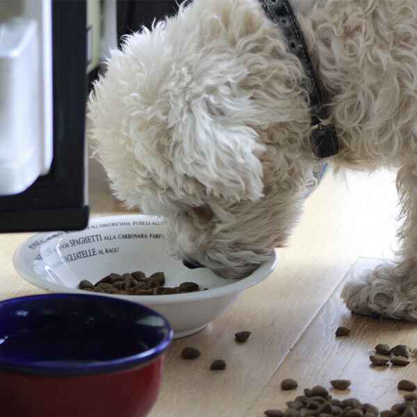 La transition alimentaire chez le chien : de quoi s'agit-il ?