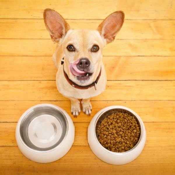Comment faciliter le changement d'alimentation de votre chien ?