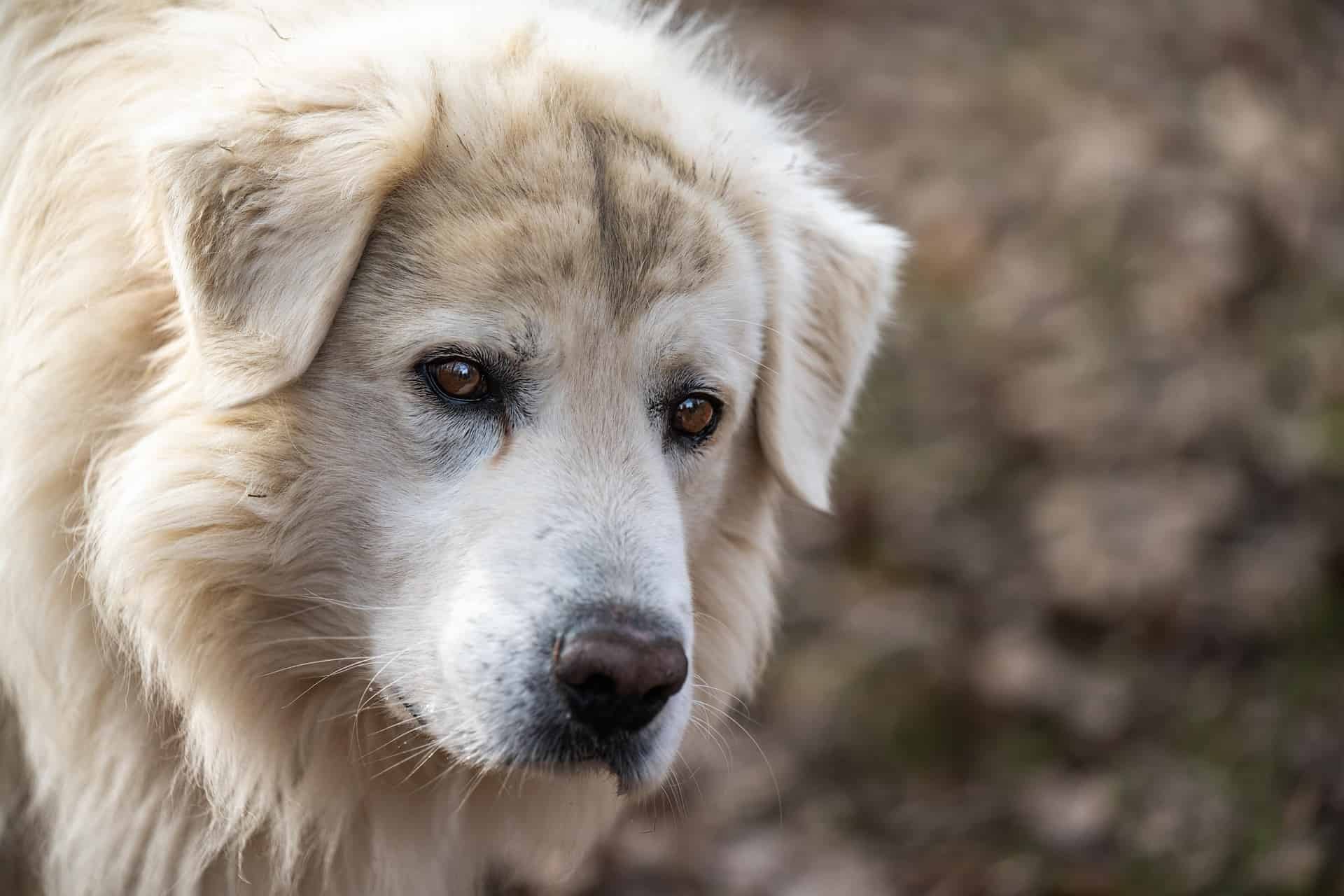 Image de chien