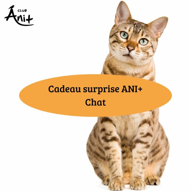 Cadeau surprise ANI+ Chat