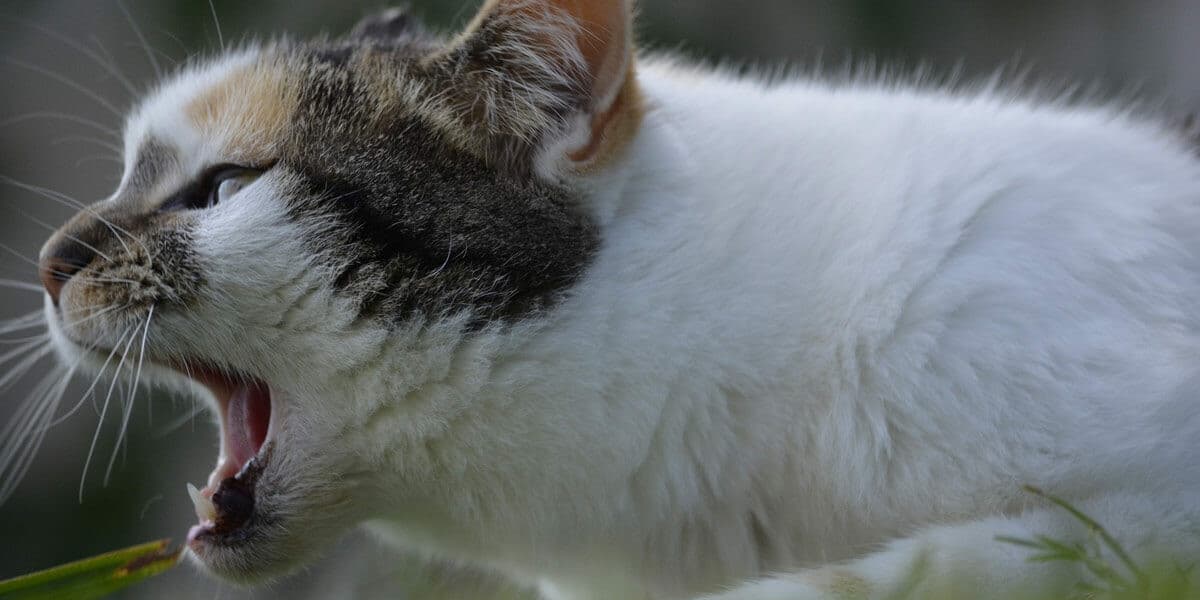 Combien de temps un chat peut rester sans manger ? La Ferme Des Animaux Combien de temps un chat peut rester sans manger ? La Ferme Des Animaux